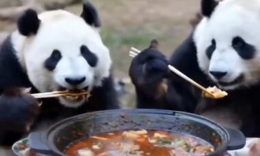 Vídeo fofo: pandas comprovam origem chinesa ao usar hashi com maestria