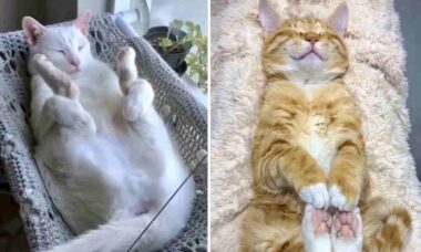 Vídeos hilários mostram gatos dormindo nas posições mais bizarras