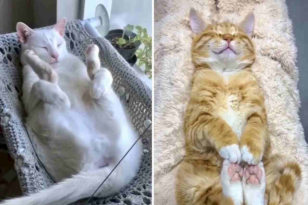 Hilarious videos show cats sleeping in the most bizarre positions