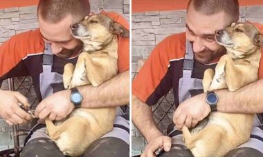 Vídeo hilário: cãozinho vira uma batedeira na hora de cortar as unhas