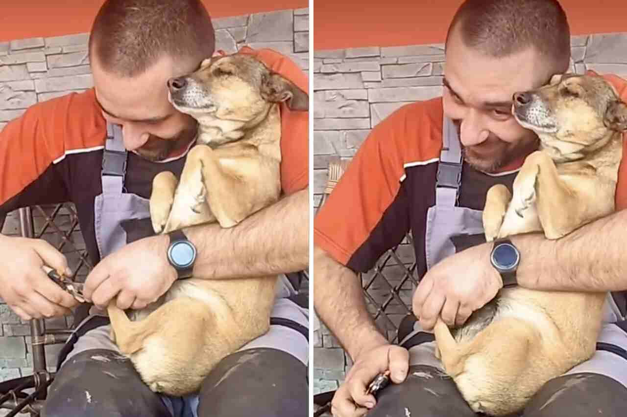 Vídeo hilário: cãozinho vira uma batedeira na hora de cortar as unhas