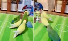 Vídeo registra jogo de basquete disputado entre passarinhos