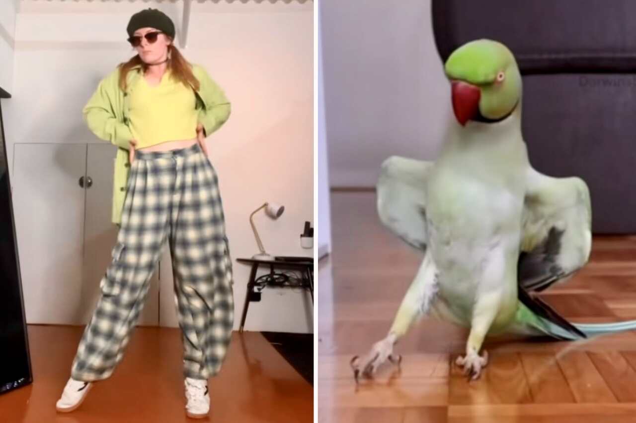 Hilarisches Video zeigt Choreografie einer Frau und eines Vogels zur Musik von Michael Jackson