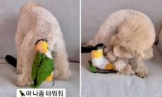 Busig fågel testar en valps tålamod. Foto: Instagram