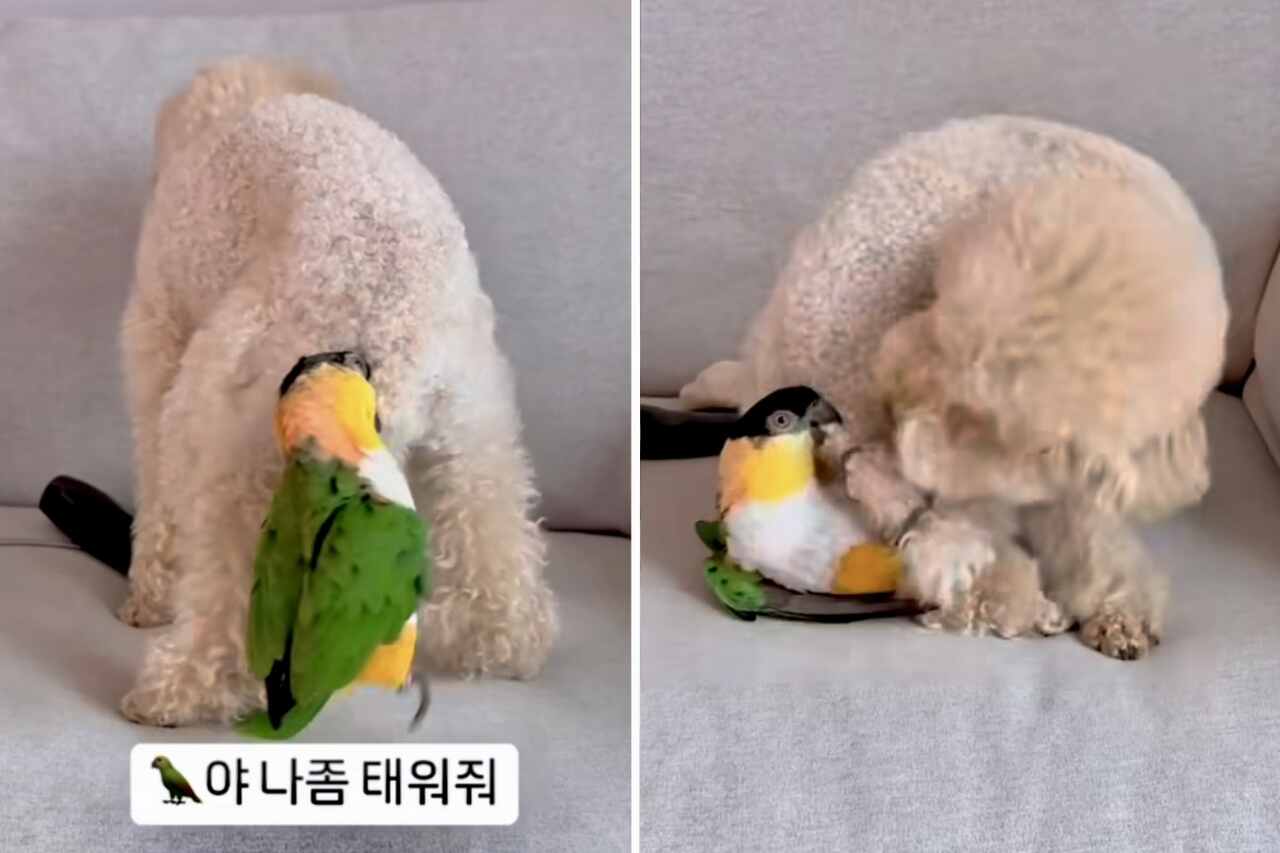 Mischievous bird testing puppy’s patience. Photo: Instagram