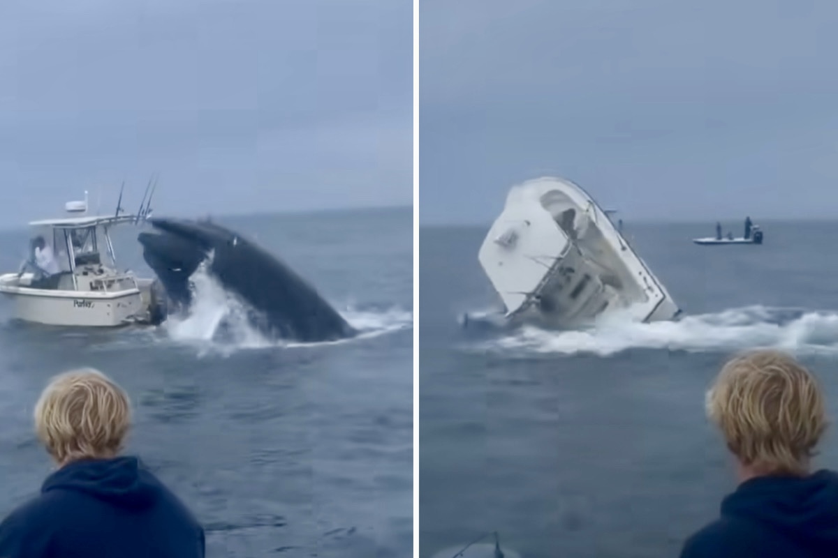 Walvis kantelt een boot van 23 voet. Foto: Instagram @photogsteve81