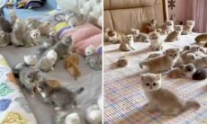 Specialmente per chi ama i gatti, dai un’occhiata a questa dolcezza. Foto: Repost Instagram