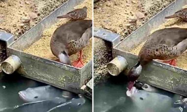 Vídeo fofo: pato generoso divide ração com peixes