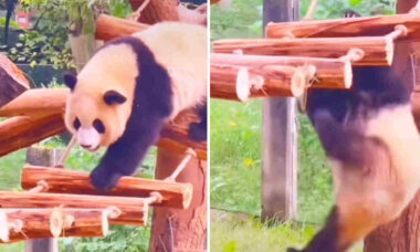 Vídeo hilário mostra como os pandas são os seres mais desastrados do planeta