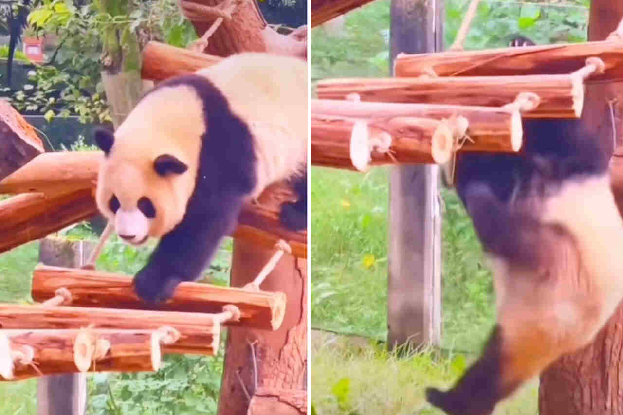 Hilarisk video viser hvordan pandaer er de mest klumsete skapningene på planeten