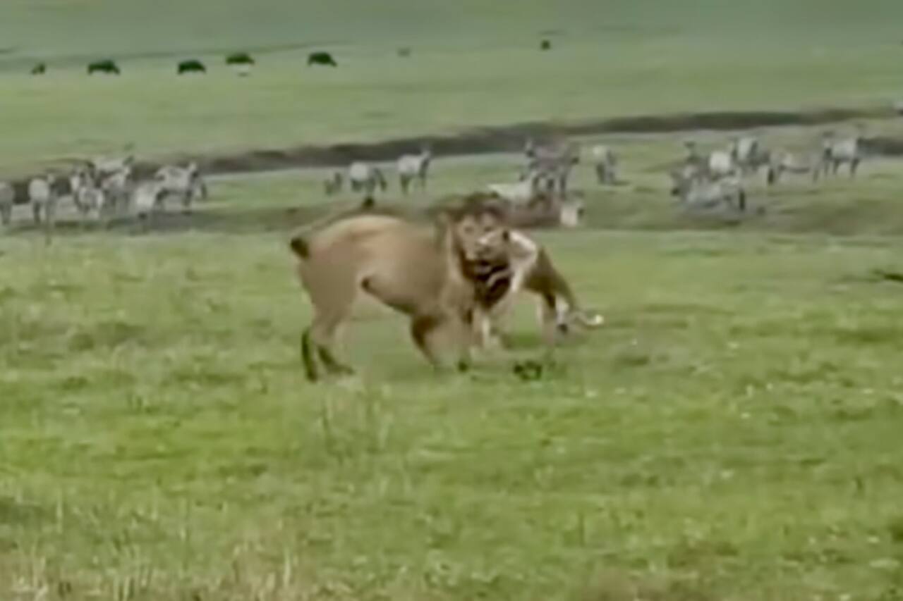 Cucciolo che spaventa una coppia di leoni. Foto: Riproduzione Instagram  