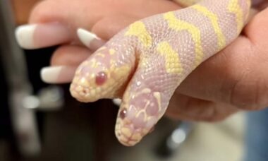 Em vídeo impressionante, mulher exibe cobra de duas cabeças