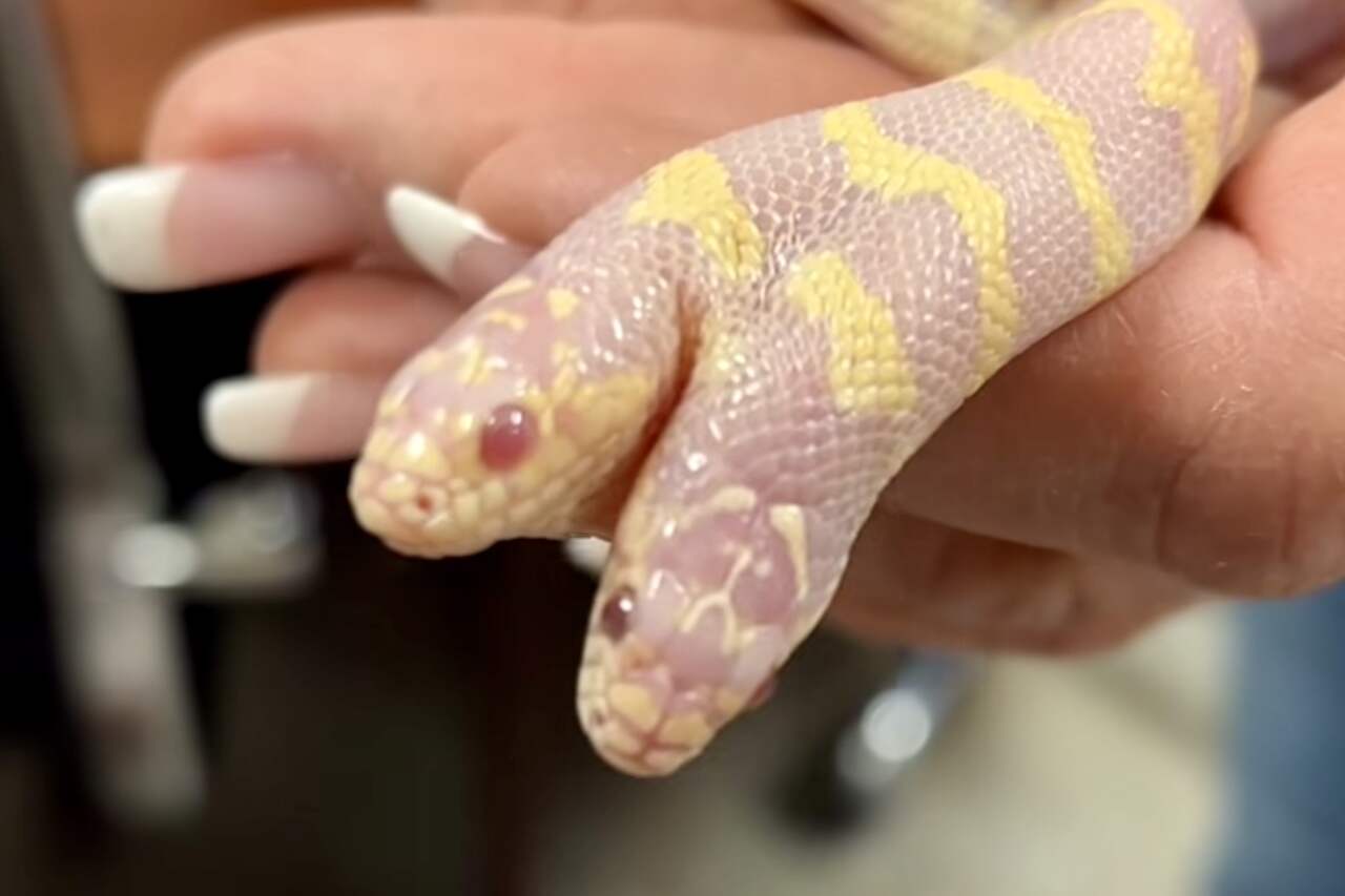 In un video impressionante, una donna mostra un serpente a due teste