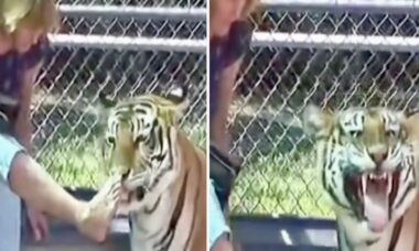 Vídeo hilário: tigre deixa muito claro que mulher devia cuidar melhor da higiene dos pés