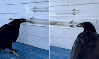 Kråka visar all sin intelligens genom att använda verktyg. Foto: Reproduktion Instagram