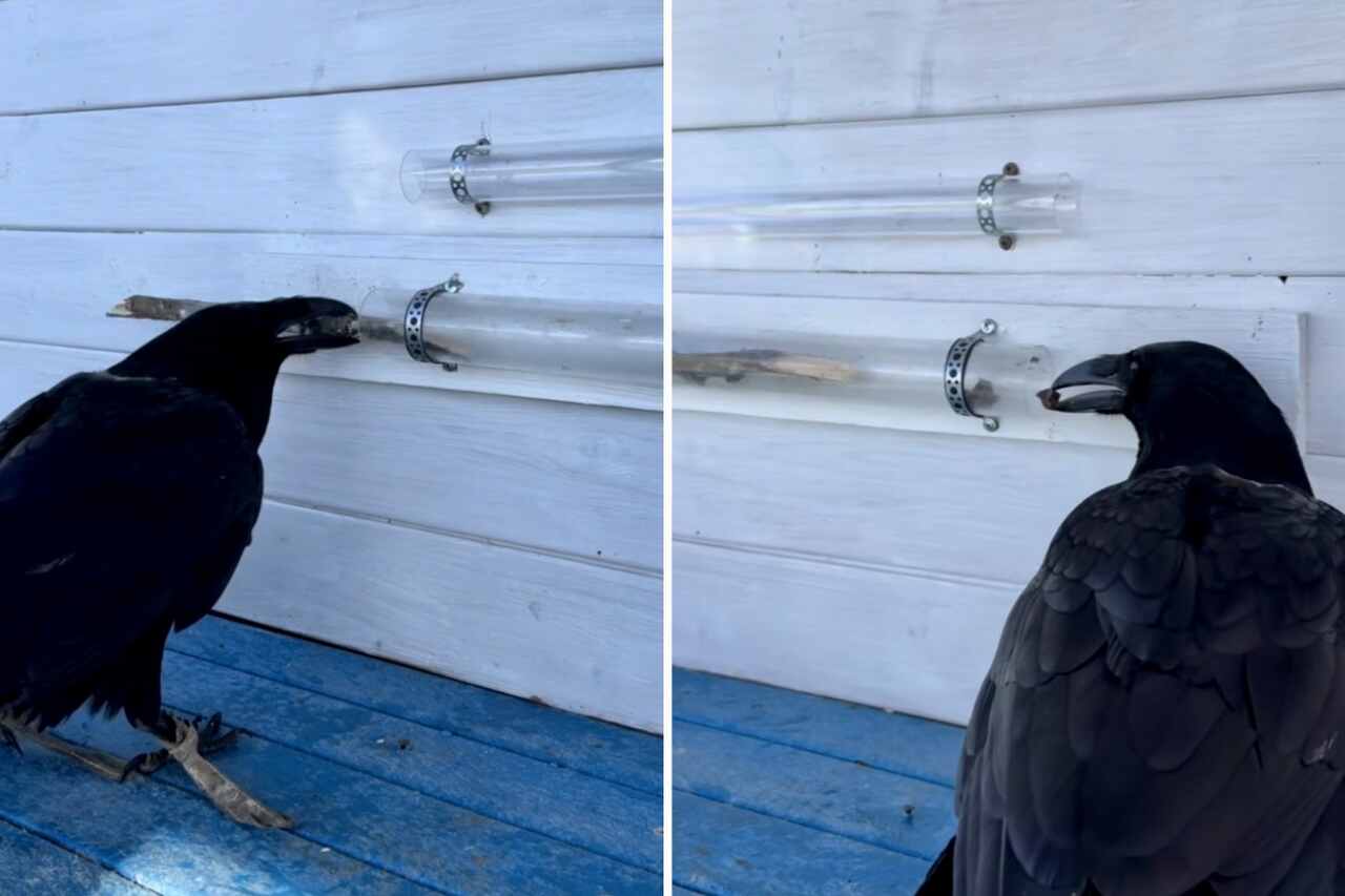 Impressive video: crow demonstrates all its intelligence by using tools ...