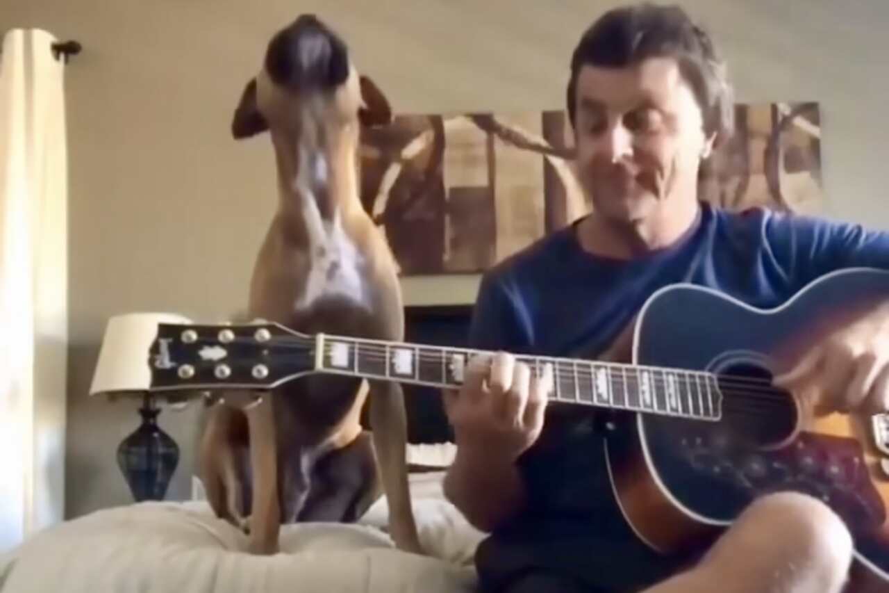 Il cane sensibile è commosso dal successo dei Beatles. Foto: riproduzione di Instagram 