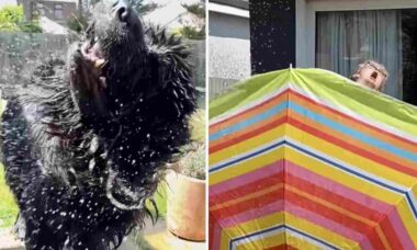 Vídeo hilário: donos têm de se proteger toda vez que cão gigante e peludo sai da piscina