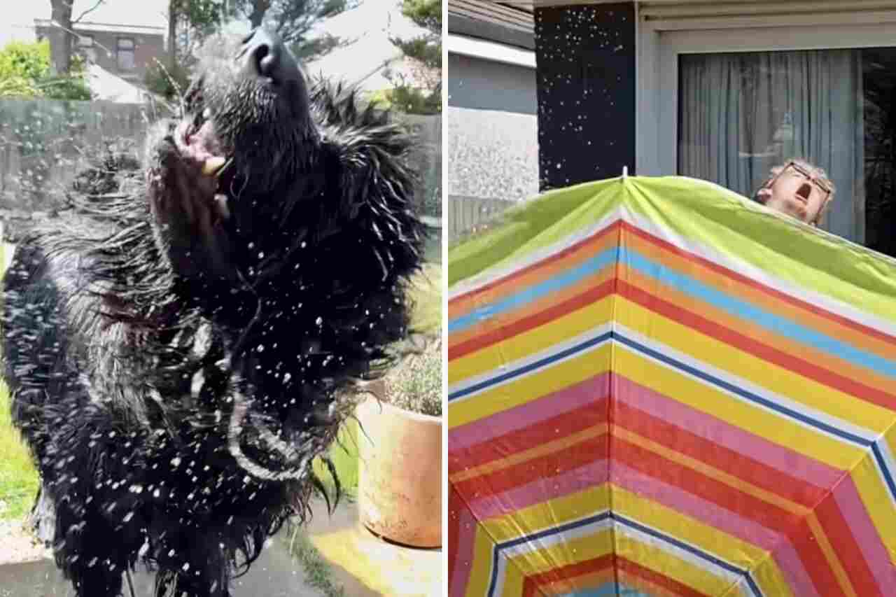 Vídeo hilário: donos têm de se proteger toda vez que cão gigante e peludo sai da piscina