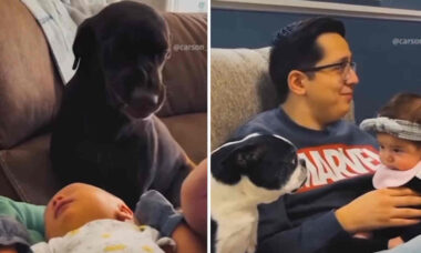 Vídeos fofos registram a convivência entre cães e bebês