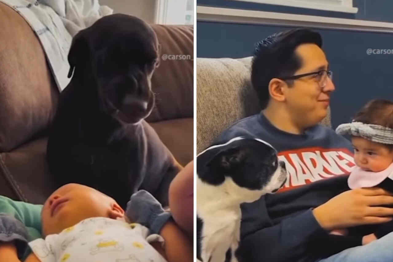 Cute videos showcase the interaction between dogs and babies