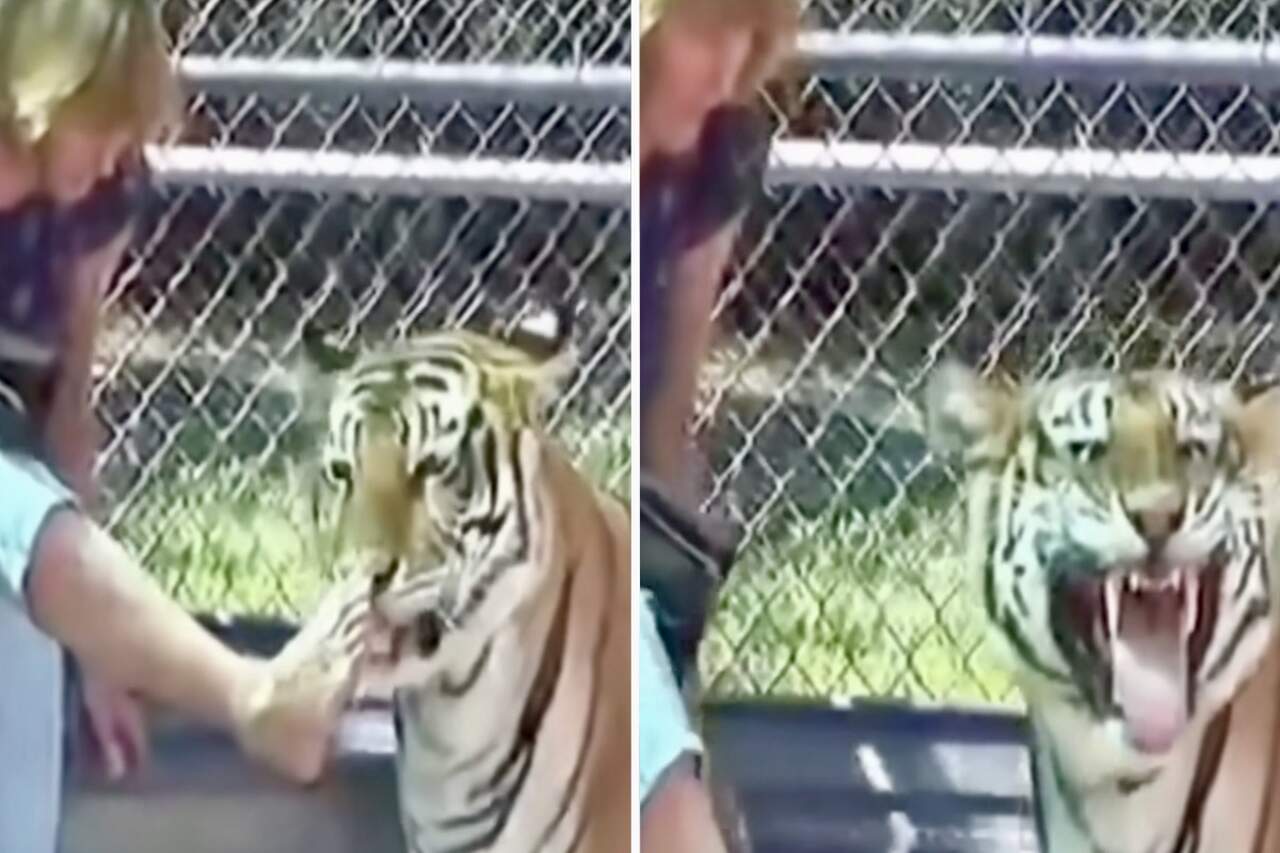 Video esilarante: tigre chiarisce che la donna dovrebbe prendersi meglio cura dell'igiene dei piedi