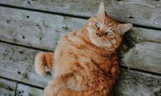 Information om graviditet och födsel hos katter. Foto: Återgivning Jacalyn Beales Unsplash