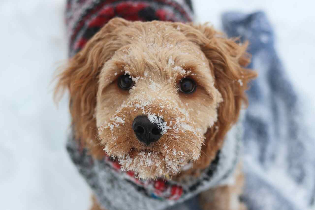 Conheça os cuidados com a pele dos seus pets quando as temperaturas caem