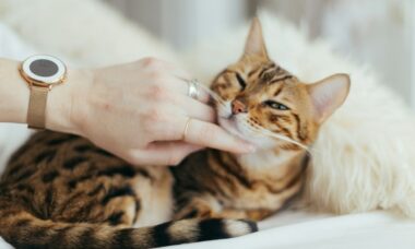 Número de gatos nos lares aumenta, mas diminuem consultas de felinos em veterinários