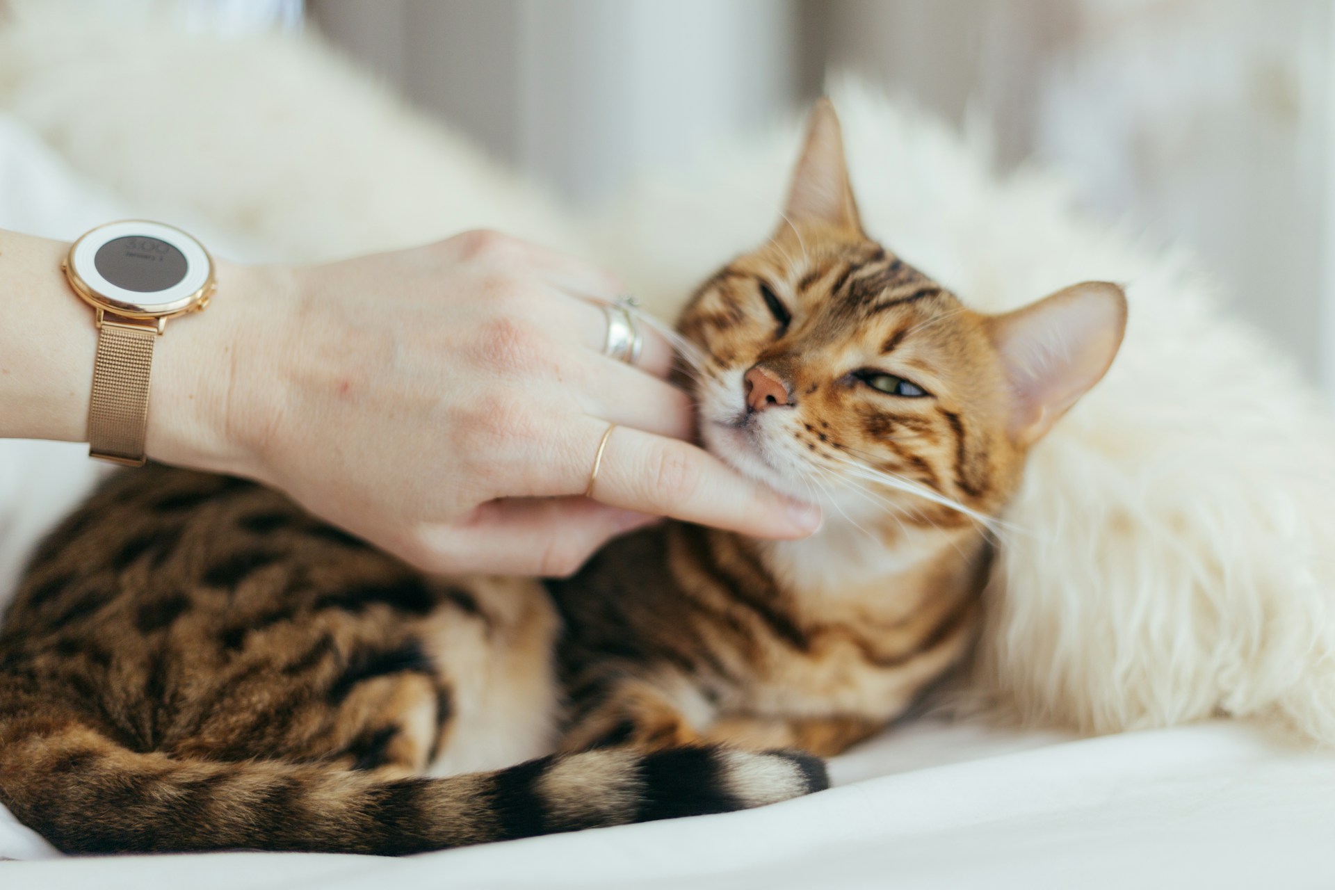 Número de gatos nos lares aumenta, mas diminuem consultas de felinos em veterinários