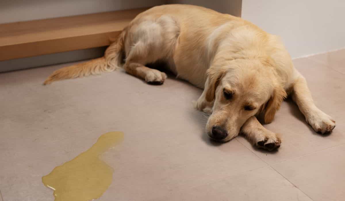 See the dangers to human health that hide in pet urine and feces