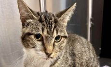 Gato é atirado do 12º andar de edifício e, milagrosamente, sobrevive