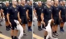 Vídeo hilário: cãozinho resolve ficar amoroso durante treino de militares
