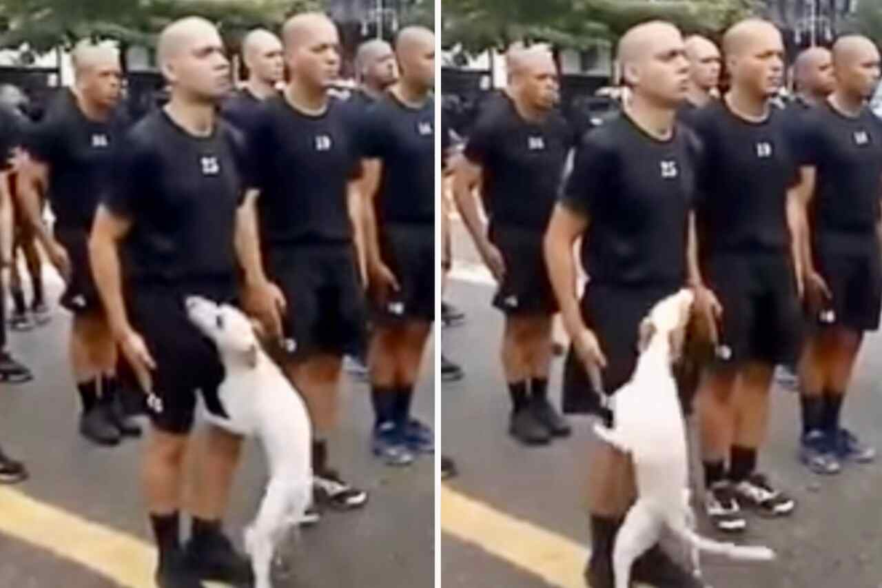 Funny video: puppy decides to be affectionate during military training