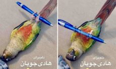 Vídeo hilário mostra pássaro fazendo abdominais com halter