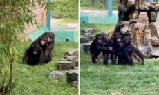 Vídeo divertido registra macacos andando de trenzinho