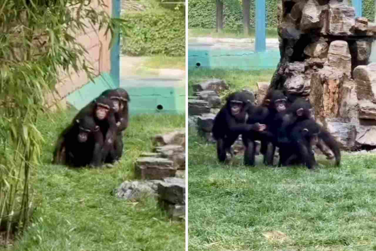 Leuke video registreert apen die als treintje lopen