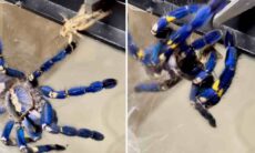Vídeo impressionante mostra aranha gigante recebendo um grilo para o jantar