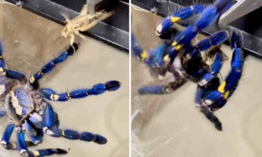 Vídeo impressionante mostra aranha gigante recebendo um grilo para o jantar