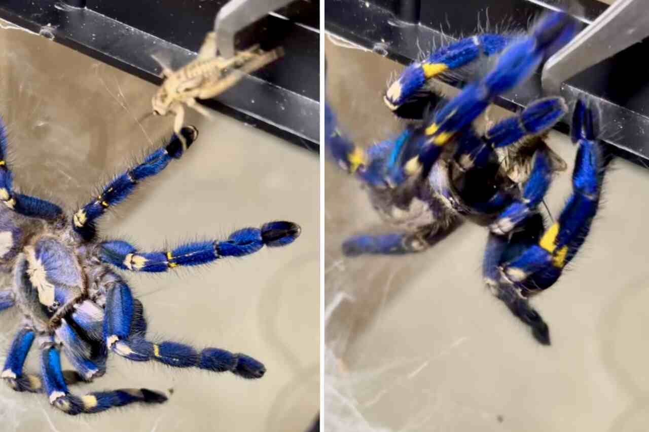 Impressive Video Shows Giant Spider Receiving a Cricket for Dinner