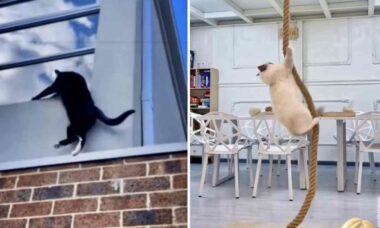 Vídeos hilários mostram gatos desrespeitando várias leis da física