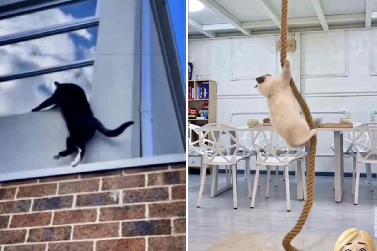 Hilarious videos show cats defying various laws of physics