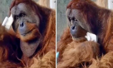 Vídeo mostra o orangotango mais vaidoso da história