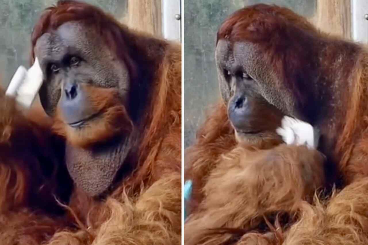 Video visar den mest fåfänga orangutangen genom tiderna