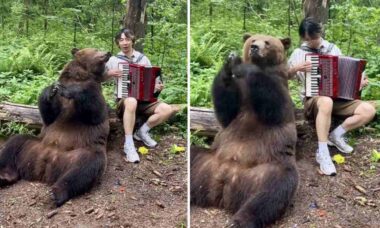 Vídeo hilário: urso gigante fica todo empolgado com o som do acordeão