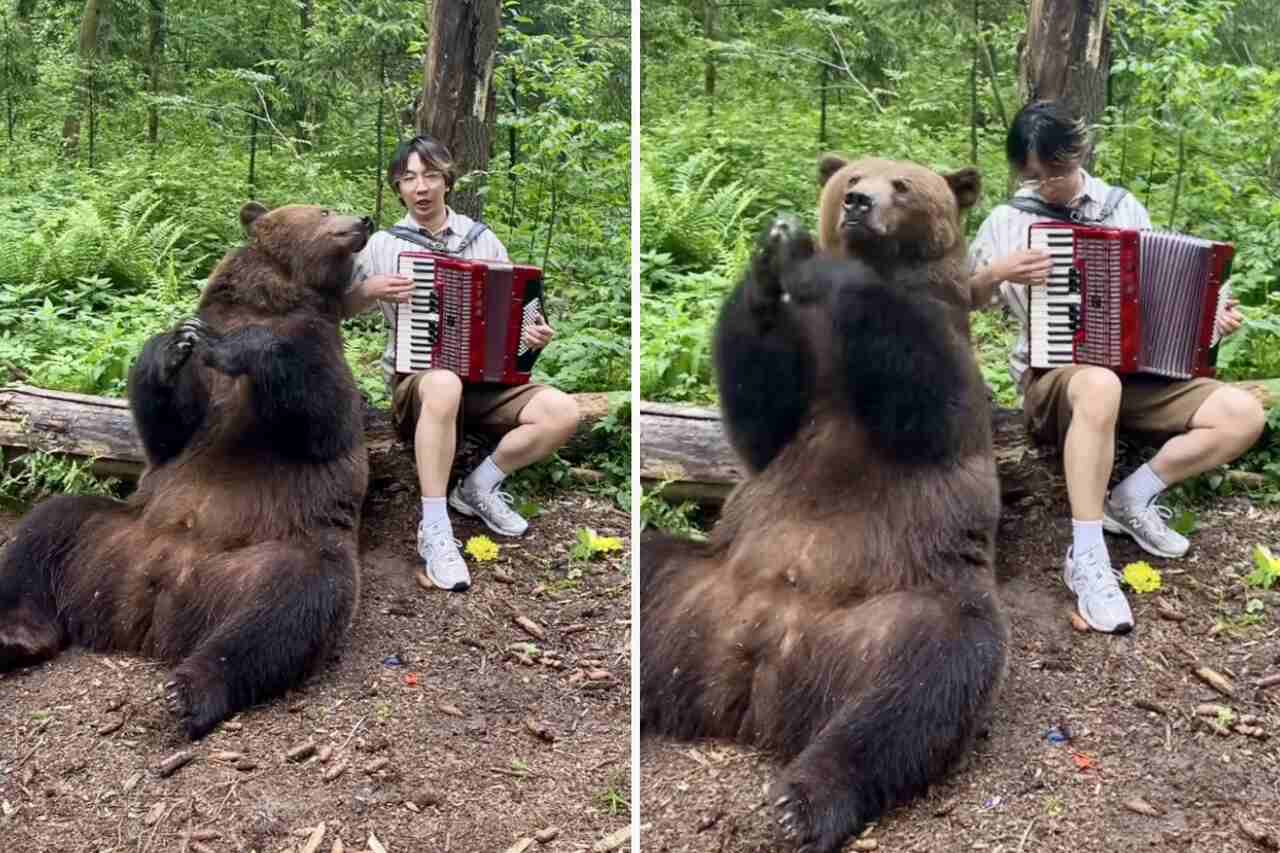 Hilarisch video: gigantische beer wordt helemaal opgewonden van het geluid van de accordeon