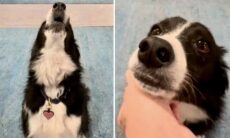 Vídeo fofo: professora de canto ensina cachorrinha a ser mais afinada