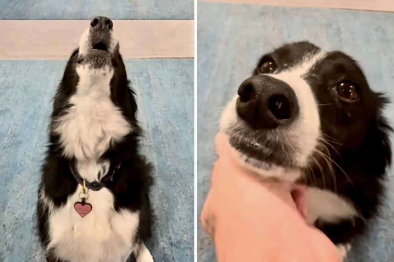 Cute Video: Singing Teacher Helps Puppy Improve Her Pitch