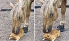 Vídeo fofo: cavalo relaxa gato com massagem nas costas