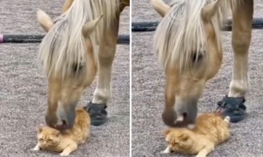 Vídeo fofo: cavalo relaxa gato com massagem nas costas